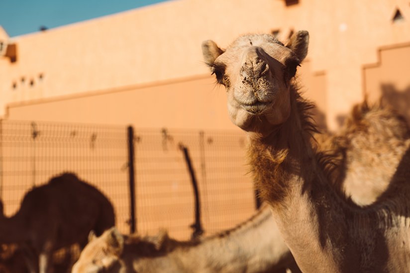Local camel market in Al Ain, Emirates
