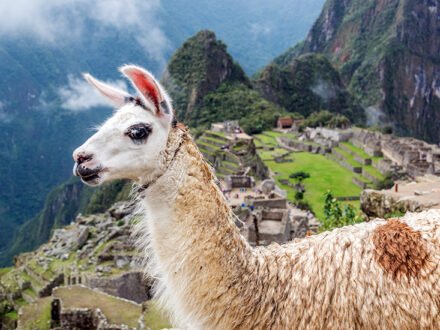 Llama blocking the view of Machu Picchu in Peru